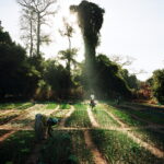 Women watering the village's communal vegetable gardens.